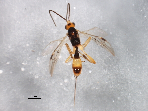  ( - BIOUG00827-A10)  @12 [ ] CreativeCommons - Attribution (2011) CBG Photography Group Centre for Biodiversity Genomics