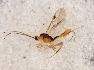  ( - BIOUG00827-F01)  @12 [ ] CreativeCommons - Attribution (2011) CBG Photography Group Centre for Biodiversity Genomics