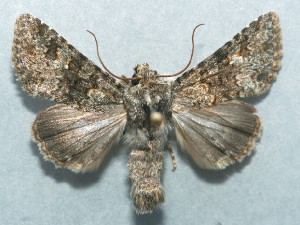  (Aetheria dysodea - FG148)  @14 [ ] Unspecified (default): All Rights Reserved  Unspecified Unspecified