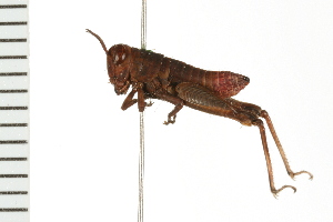  (Melanoplus bowditchi - 08BBORTH-0129)  @14 [ ] CreativeCommons - Attribution (2008) CBG Photography Group Centre for Biodiversity Genomics