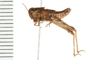  (Melanoplus infantilis - 08BBORTH-0331)  @15 [ ] CreativeCommons - Attribution (2008) CBG Photography Group Centre for Biodiversity Genomics