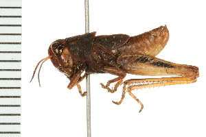  (Melanoplus alpinus - 08BBORTH-0543)  @14 [ ] CreativeCommons - Attribution (2008) CBG Photography Group Centre for Biodiversity Genomics