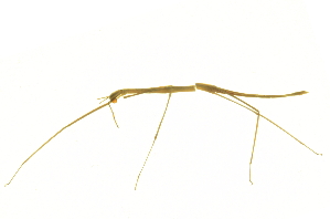  ( - BIOUG02847-A02)  @14 [ ] CreativeCommons - Attribution (2012) CBG Photography Group Centre for Biodiversity Genomics