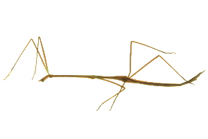  (Diapheromeridae - BIOUG02847-A04)  @15 [ ] CreativeCommons - Attribution (2012) CBG Photography Group Centre for Biodiversity Genomics