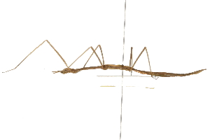  (Heteronemiidae - 09BBPHA-0002)  @14 [ ] CreativeCommons - Attribution (2010) CBG Photography Group Centre for Biodiversity Genomics