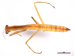  (Tenodera - BIOUG00863-A10)  @14 [ ] CreativeCommons - Attribution (2011) CBG Photography Group Centre for Biodiversity Genomics