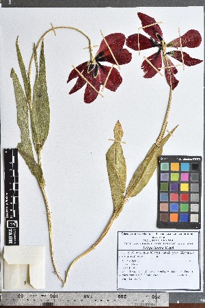  (Tulipa lanata - Tulip26)  @11 [ ] Copyright (2021) Unspecified Institute of Botany, Academy of Sciences of Uzbekistan