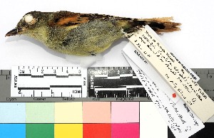  ( - TUNKI-0001)  @11 [ ] CreativeCommons - Attribution Non-Commercial Share-Alike (2023) MHN-UNMSM Universidad Nacional Mayor de San Marcos, Museo de Historia Natural