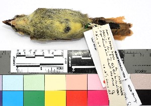  ( - TUNKI-0001)  @11 [ ] CreativeCommons - Attribution Non-Commercial Share-Alike (2023) MHN-UNMSM Universidad Nacional Mayor de San Marcos, Museo de Historia Natural