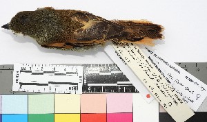  ( - TUNKI-0001)  @11 [ ] CreativeCommons - Attribution Non-Commercial Share-Alike (2023) MHN-UNMSM Universidad Nacional Mayor de San Marcos, Museo de Historia Natural