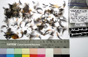  (Drymophila striaticeps - TUNKI-0114)  @11 [ ] CreativeCommons - Attribution Non-Commercial Share-Alike (2023) MHN-UNMSM Universidad Nacional Mayor de San Marcos, Museo de Historia Natural