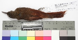  (Xiphorhynchus spixii - TUNKI-0187)  @11 [ ] CreativeCommons - Attribution Non-Commercial Share-Alike (2023) MHN-UNMSM Universidad Nacional Mayor de San Marcos, Museo de Historia Natural