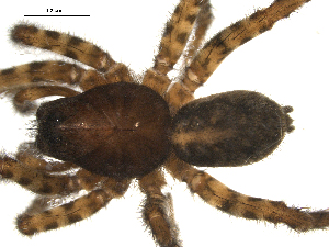  (Arctosa cf. leopardus - 01-KADIR-B05)  @13 [ ] CreativeCommons - Attribution  Gergin Blagoev Centre for Biodiversity Genomics