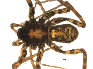  ( - 01-KADIR-F06)  @12 [ ] CreativeCommons - Attribution  Gergin Blagoev Centre for Biodiversity Genomics