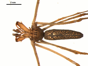  ( - 02-KADIR-B01)  @12 [ ] CreativeCommons - Attribution  Gergin Blagoev Centre for Biodiversity Genomics