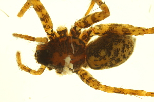  ( - 05-KADIR-G05)  @12 [ ] CreativeCommons - Attribution (2010) CBG Photography Group Centre for Biodiversity Genomics