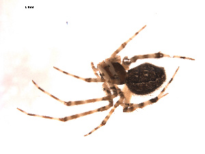  (Theridion mystaceum - BIOUG00174-A07)  @13 [ ] Copyright  G. Blagoev 2010 Unspecified