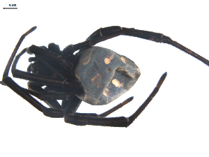  (Latrodectus tredecimguttatus - BIOUG00524-A06)  @13 [ ] Copyright  G. Blagoev 2010 Unspecified