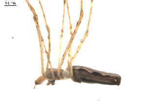  ( - BIOUG00526-F03)  @12 [ ] Copyright  G. Blagoev 2010 Unspecified