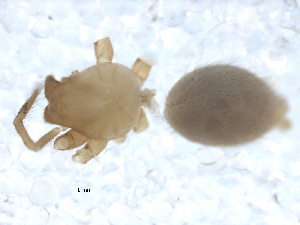  (Troglohyphantes pisidicus - CCDB-08490-F07)  @12 [ ] Copyright  G. Blagoev 2010 Unspecified