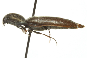  (Sericus incongruus - 09PROBE-CV053)  @15 [ ] CreativeCommons - Attribution (2010) CBG Photography Group Centre for Biodiversity Genomics