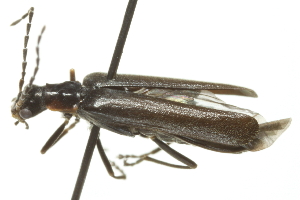  ( - 09PROBE-CV056)  @12 [ ] CreativeCommons - Attribution (2010) CBG Photography Group Centre for Biodiversity Genomics