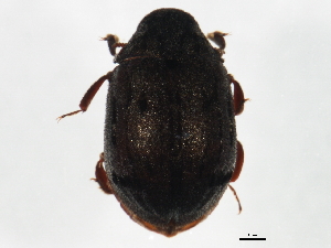  (Byrrhus - TWCOL-2022)  @14 [ ] CreativeCommons - Attribution (2010) CBG Photography Group Centre for Biodiversity Genomics