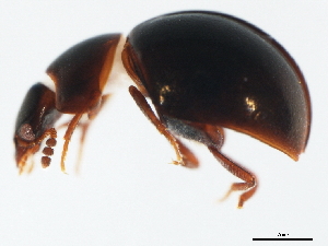  ( - TWCOL-2091)  @13 [ ] CreativeCommons - Attribution (2010) CBG Photography Group Centre for Biodiversity Genomics