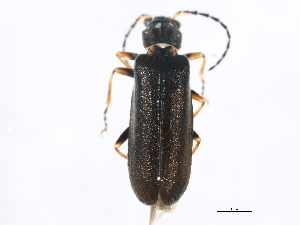  (Dichelotarsus heteronychus - TWCOL-2092)  @13 [ ] CreativeCommons - Attribution (2010) CBG Photography Group Centre for Biodiversity Genomics