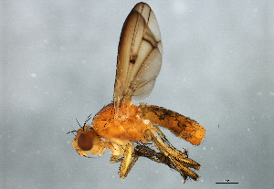  ( - PROBE-TW0040)  @13 [ ] CreativeCommons - Attribution (2009) CBG Photography Group Centre for Biodiversity Genomics