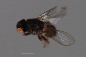  ( - PROBE-TW0128)  @12 [ ] CreativeCommons - Attribution (2009) CBG Photography Group Centre for Biodiversity Genomics