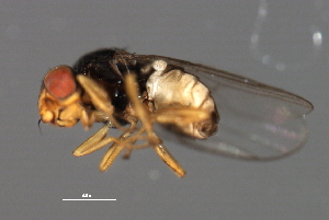  ( - PROBE-TW0129)  @12 [ ] CreativeCommons - Attribution (2009) CBG Photography Group Centre for Biodiversity Genomics