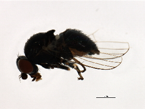  ( - PROBE-TW0261)  @12 [ ] CreativeCommons - Attribution (2009) CBG Photography Group Centre for Biodiversity Genomics
