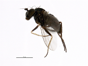  (Chrysotus sp. SEB2 - PROBE-TW0306)  @13 [ ] CreativeCommons - Attribution (2009) CBG Photography Group Centre for Biodiversity Genomics