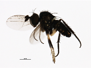  (Chrysotus sp. SEB1 - PROBE-TW0308)  @13 [ ] CreativeCommons - Attribution (2009) CBG Photography Group Centre for Biodiversity Genomics