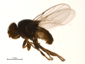  ( - PROBE-TW0339)  @13 [ ] CreativeCommons - Attribution (2009) CBG Photography Group Centre for Biodiversity Genomics