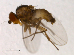  (Phytoliriomyza miki - PROBE-TW0410)  @12 [ ] CreativeCommons - Attribution (2009) CBG Photography Group Centre for Biodiversity Genomics