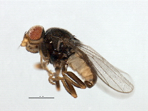  ( - MTDIC-0034)  @13 [ ] CreativeCommons - Attribution (2009) CBG Photography Group Centre for Biodiversity Genomics