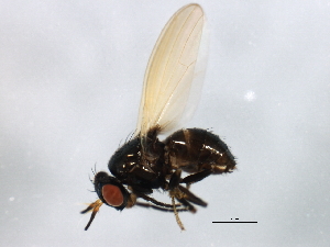  ( - MTDIC-0038)  @13 [ ] CreativeCommons - Attribution (2009) CBG Photography Group Centre for Biodiversity Genomics
