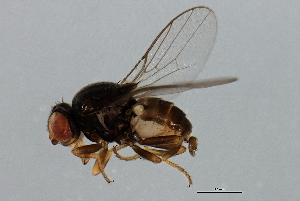  ( - MTDIC-0057)  @13 [ ] CreativeCommons - Attribution (2009) CBG Photography Group Centre for Biodiversity Genomics