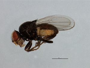  ( - MTDIC-0069)  @12 [ ] CreativeCommons - Attribution (2009) CBG Photography Group Centre for Biodiversity Genomics