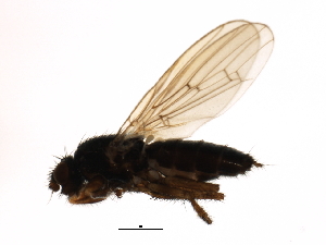  ( - PROBE-TW0242)  @12 [ ] CreativeCommons - Attribution (2009) CBG Photography Group Centre for Biodiversity Genomics