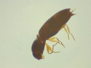  ( - NZAC03044715)  @11 [ ] No Rights Reserved (2025) Unspecified Landcare Research, New Zealand Arthropod Collection