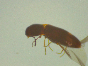  ( - NZAC03044720)  @11 [ ] No Rights Reserved (2025) Unspecified Landcare Research, New Zealand Arthropod Collection