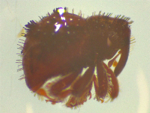  ( - NZAC03044725)  @11 [ ] No Rights Reserved (2025) Unspecified Landcare Research, New Zealand Arthropod Collection