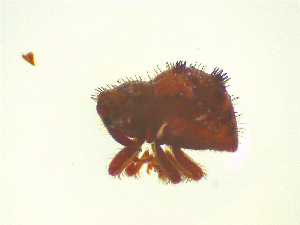  ( - NZAC03044731)  @11 [ ] No Rights Reserved (2025) Unspecified Landcare Research, New Zealand Arthropod Collection