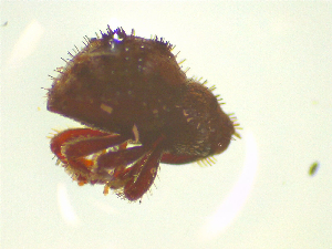  (Synacalles - NZAC03044746)  @11 [ ] No Rights Reserved (2025) Unspecified Landcare Research, New Zealand Arthropod Collection