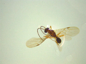  ( - NZAC03044768)  @11 [ ] No Rights Reserved (2025) Unspecified Landcare Research, New Zealand Arthropod Collection