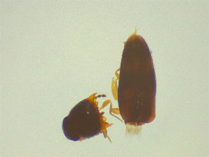  ( - NZAC03044771)  @11 [ ] No Rights Reserved (2025) Unspecified Landcare Research, New Zealand Arthropod Collection