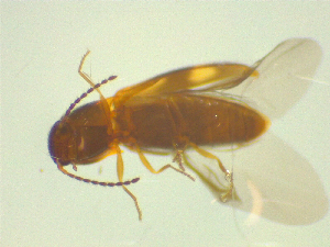  ( - NZAC03044780)  @11 [ ] No Rights Reserved (2025) Unspecified Landcare Research, New Zealand Arthropod Collection